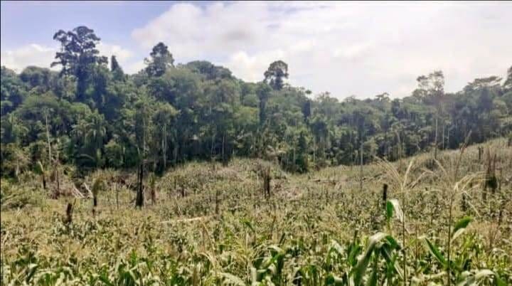 Inmobiliaria Gestihogar se vende terreno en pucallpa 100 Hectáreas de terreno en Pucallpa